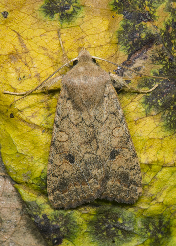 Noctuidae di ottobre